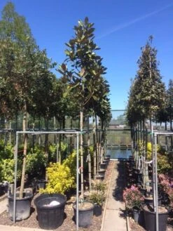 Beverboom (Magnolia Grandiflora 'Gallissoniere') -Garden Plants Series Store magnolia grandiflora 10 12