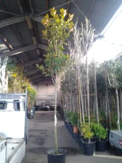 Beverboom (Magnolia Grandiflora 'Gallissoniere') -Garden Plants Series Store magnolia grandiflora 1 1 1