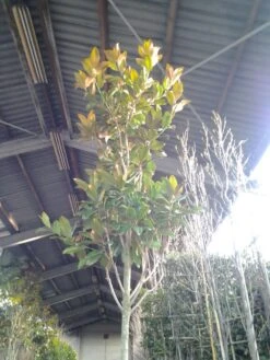 Beverboom (Magnolia Grandiflora 'Gallissoniere') -Garden Plants Series Store magnolia grandiflora 2 1