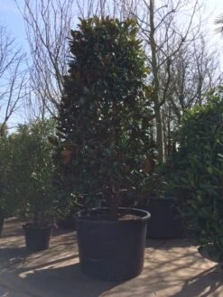 Magnolia (Magnolia Grandiflora 'Gallissoniere') -Garden Plants Series Store magnolia grandiflora 350 400 extra breed