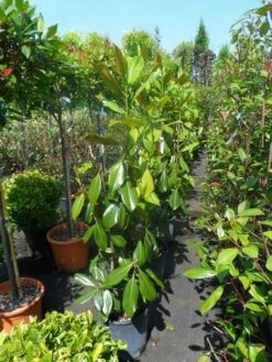 Magnolia (Magnolia Grandiflora 'Gallissoniere') -Garden Plants Series Store magnolia grandiflora gallisoniere 100 125 1