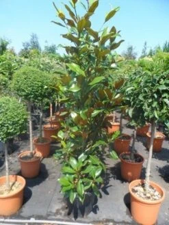 Magnolia (Magnolia Grandiflora 'Gallissoniere') -Garden Plants Series Store magnolia grandiflora gallisoniere 125 150 175 cont. 1 1
