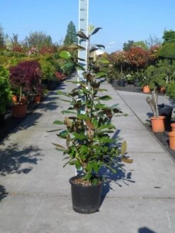 Magnolia (Magnolia Grandiflora 'Gallissoniere') -Garden Plants Series Store magnolia grandiflora gallisoniere 125 150 c25 1