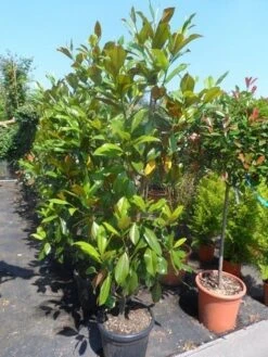 Magnolia (Magnolia Grandiflora 'Gallissoniere') -Garden Plants Series Store magnolia grandiflora gallisoniere 150 175 200 cont 1