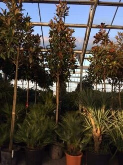 Beverboom (Magnolia Grandiflora 'Gallissoniere') -Garden Plants Series Store magnolia grandiflora gallisoniere 16 18ho cont 2