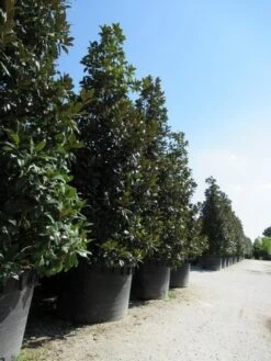 Magnolia (Magnolia Grandiflora 'Gallissoniere') -Garden Plants Series Store magnolia grandiflora gallisoniere 2