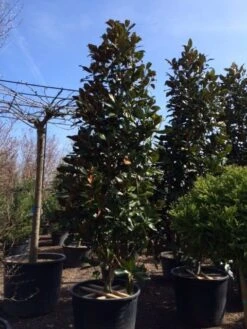 Magnolia (Magnolia Grandiflora 'Gallissoniere') -Garden Plants Series Store magnolia grandiflora gallisoniere 350 400 450 1