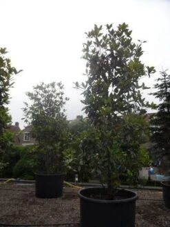 Magnolia (Magnolia Grandiflora 'Gallissoniere') -Garden Plants Series Store magnolia grandiflora gallisoniere 350 400 450 c1000