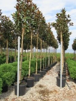 Beverboom (Magnolia Grandiflora 'Gallissoniere') -Garden Plants Series Store magnolia grandiflora gallisoniere 8 10 2 1