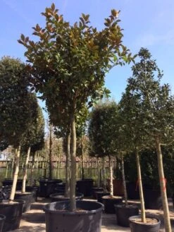 Beverboom (Magnolia Grandiflora 'Gallissoniere') -Garden Plants Series Store magnolia grandiflora hoogstam solitair 1