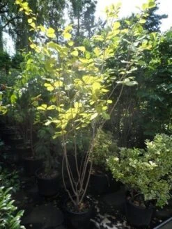 Beverboom (Magnolia Sieboldii) -Garden Plants Series Store magnolia sieboldii 175 200 c25