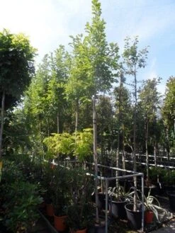 Beverboom (Magnolia Soulangeana Als Boom) 15 Beverboom (Magnolia Soulangeana Als Boom) -Garden Plants Series Store magnolia soulangeana 8 10 12ho cont