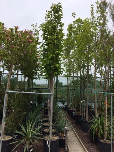 Beverboom (Magnolia Soulangeana Als Boom) 5 Beverboom (Magnolia Soulangeana Als Boom) - Image 3