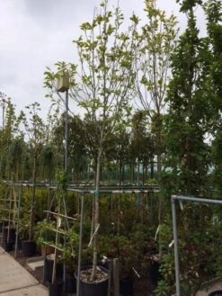 Beverboom (Magnolia Soulangeana Als Boom) 12 Beverboom (Magnolia Soulangeana Als Boom) -Garden Plants Series Store magnolia soulangeana boom 14 16cm