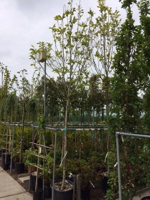 Beverboom (Magnolia Soulangeana Als Boom) 6 Beverboom (Magnolia Soulangeana Als Boom) - Image 4