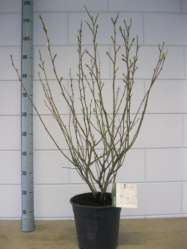 Stermagnolia (Magnolia Stellata) 14 Stermagnolia (Magnolia Stellata) - Image 12