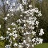 Beverboom Als Struik (Magnolia Loebneri 'Merrill') -Garden Plants Series Store magnolia x loebneri merrill01 1