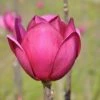 Beverboom (Magnolia 'Black Tulip') -Garden Plants Series Store magnoliablacktulip3