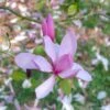 Beverboom (Magnolia 'Galaxy') -Garden Plants Series Store magnoliagalaxyvi 1