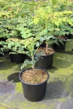 Chinese Mahoniestruik (Mahonia Bealei) -Garden Plants Series Store mahonia bealei 1 1