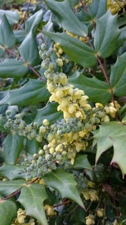 Mahoniestruik (Mahonia Japonica) -Garden Plants Series Store mahonia japonica 1 1