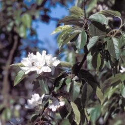 Sierappel (Malus 'John Downie') -Garden Plants Series Store majdowni 12