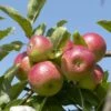 Lei-Appel (Malus Domestica 'Discovery') -Garden Plants Series Store malus domestica discovery