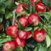 Appelboom (Malus Domestica 'Gloster') 2 Appelboom (Malus Domestica 'Gloster') -Garden Plants Series Store malus domestica gloster