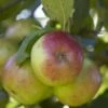 Lei-Appel (Malus Domestica 'Idared') -Garden Plants Series Store malus domestica idared