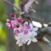 Rode Treursierappel Op Stam (Malus 'Royal Beauty') -Garden Plants Series Store malus domestica royal beauty01