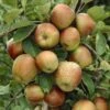 Lei-Appel (Malus Domestica 'Schone Van Boskoop')