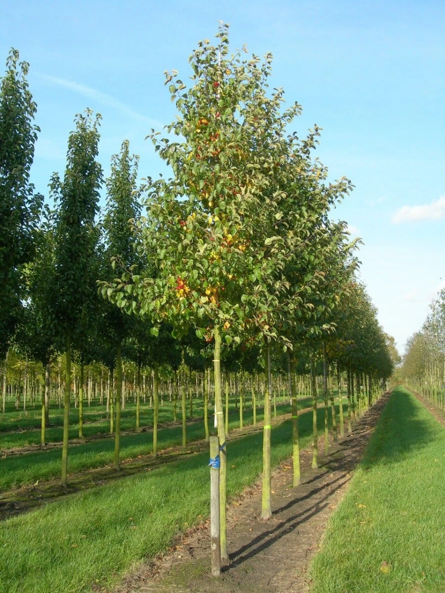 Grote Sierappel (Malus 'Evereste') 6 Grote Sierappel (Malus 'Evereste') - Image 4