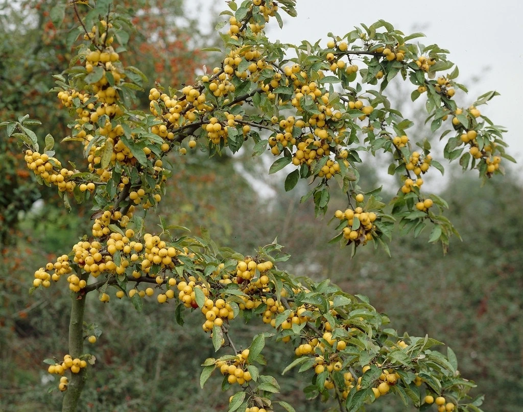 Sierappel Als Leiboom (Malus 'Golden Hornet') 5 Sierappel Als Leiboom (Malus 'Golden Hornet') - Image 3