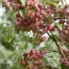 Sierappel (Malus 'John Downie') -Garden Plants Series Store malus john downie01