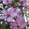 Sierappel (Malus 'Liset') -Garden Plants Series Store malus liset 2