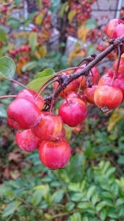Sierappel (Malus 'Red Sentinel') -Garden Plants Series Store malus red sentinel