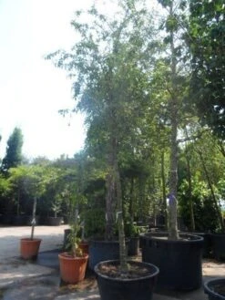 Sierappel (Malus 'Red Sentinel') -Garden Plants Series Store malus red sentinel 25 30ho c500