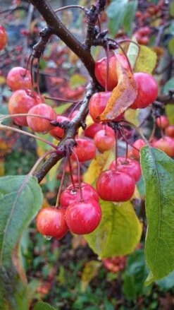 Sierappel (Malus 'Red Sentinel') -Garden Plants Series Store malus red sentinel 2 1