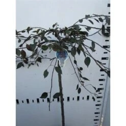 Rode Treursierappel Op Stam (Malus 'Royal Beauty') -Garden Plants Series Store malus royal beauty 100cm