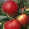 Lei-Appel (Malus Domestica 'Santana') -Garden Plants Series Store malus santana 1