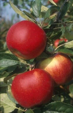 Lei-Appel (Malus Domestica 'Santana')