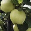 Appelboom (Malus Domestica 'Transparente Jaune') -Garden Plants Series Store malus transpaente jaune