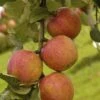 Appelboom (Malus Domestica 'Laxton's Superb') -Garden Plants Series Store maluslaxtonsuperbv01