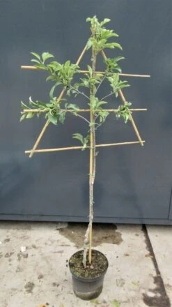 Lei-Appel (Malus Domestica 'Granny Smith') -Garden Plants Series Store malusleivorm2 1