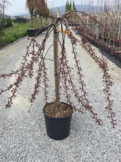 Rode Treursierappel Op Stam (Malus 'Royal Beauty') -Garden Plants Series Store malusroyalbeauty01