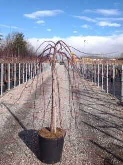 Rode Treursierappel Op Stam (Malus 'Royal Beauty') -Garden Plants Series Store malusroyalbeauty02