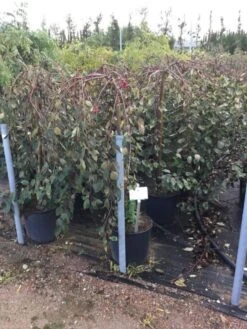 Rode Treursierappel Op Stam (Malus 'Royal Beauty') -Garden Plants Series Store malusroyalbeauty03