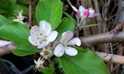 Lei-Appel (Malus Domestica 'Summerred') -Garden Plants Series Store malussummerredbloesem01 1