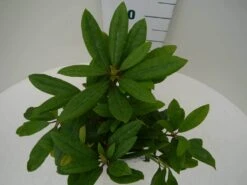 Rhododendron (Rhododendron 'Marcel Menard') 26 Rhododendron (Rhododendron 'Marcel Menard') -Garden Plants Series Store marcel mennard c2 boven