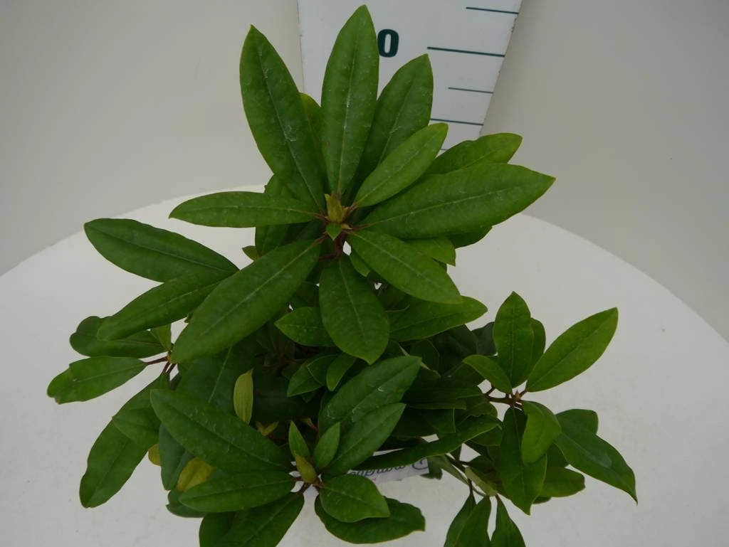 Rhododendron (Rhododendron 'Marcel Menard') 7 Rhododendron (Rhododendron 'Marcel Menard') - Image 5